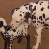 ADORABLE Video: Spotted Sheep Adopted By Dalmatian